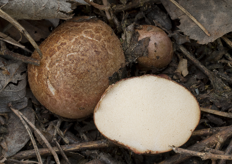 Rhizopogon roseolus